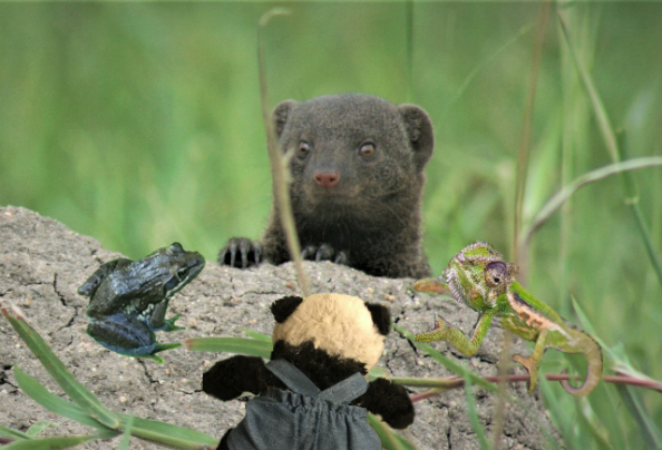 a panda mongoose and friends