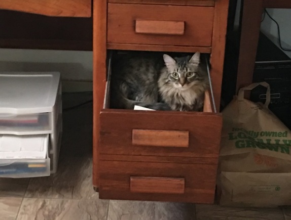 looking out of drawer