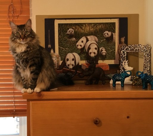 Foster on dresser
