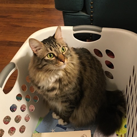 a foster in basket