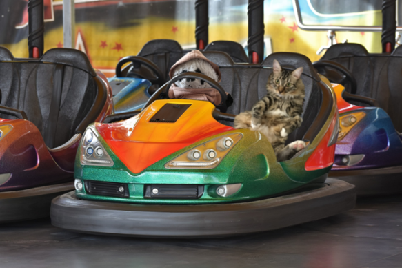 a bumper cars