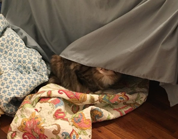 foster under bed