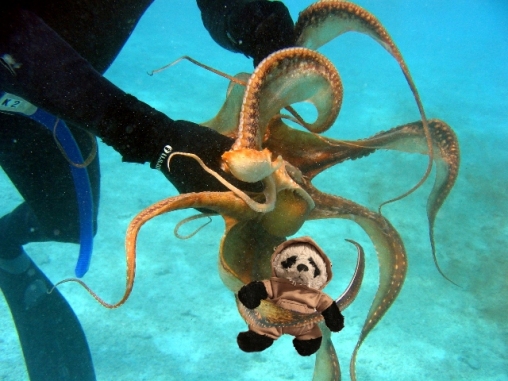 a octopus