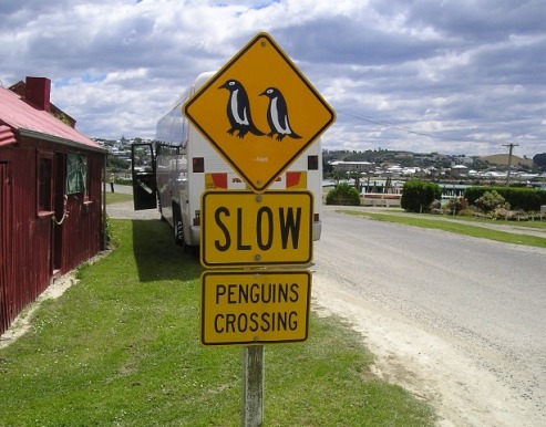 penguin crossing