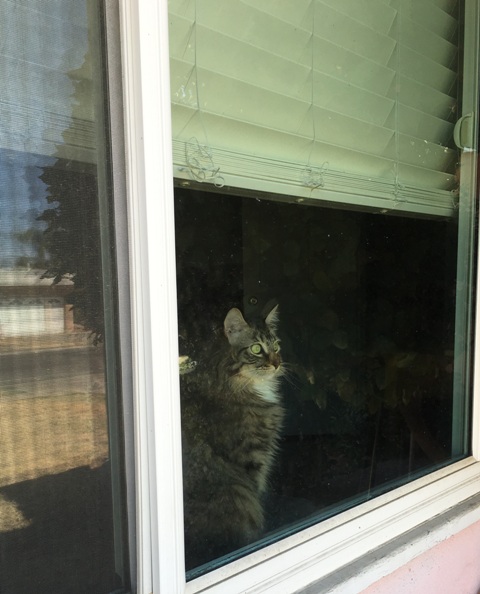 a looking out window