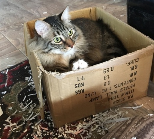 in box with shreds