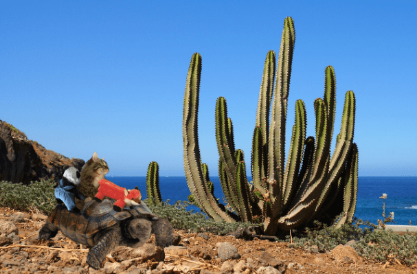 cactus at beach a