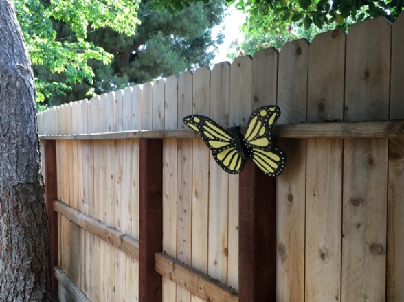 butterfly on fence