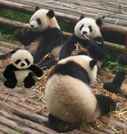 eating with pandas b
