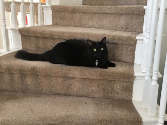 Inky on stairs3