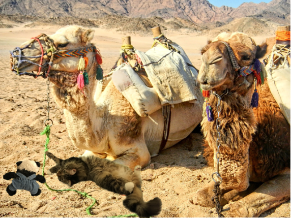 a foster with camel leash