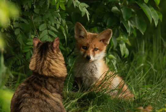 a Foster and Fox