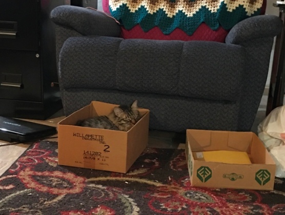 sleeping in box