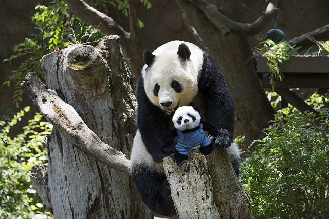 panda and big B b