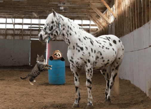 a in horse stall