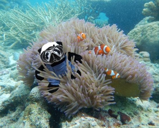a panda in sea anemone