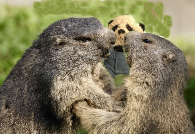 pandabreaks up marmots