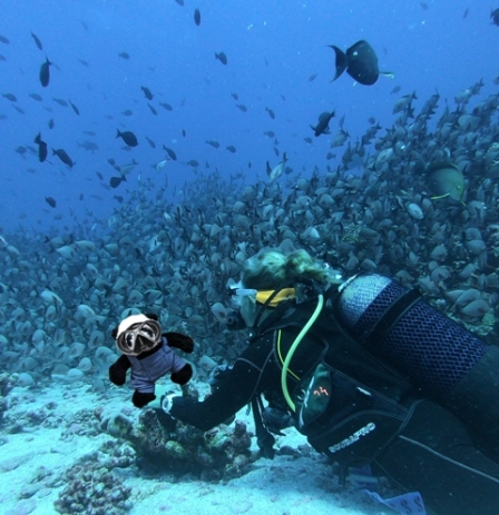 a panda with female diver