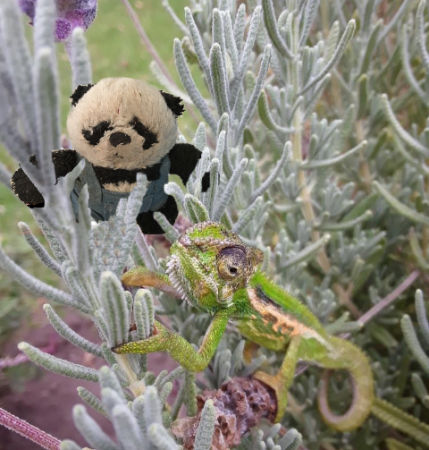 a panda meets lavendar