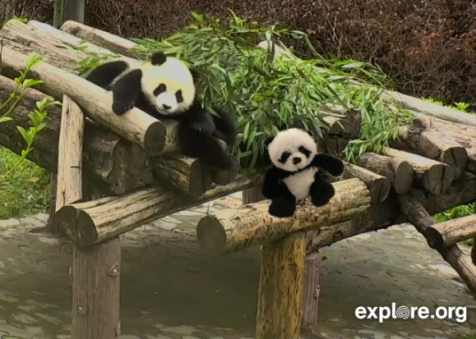 Panda with panda on cam 1