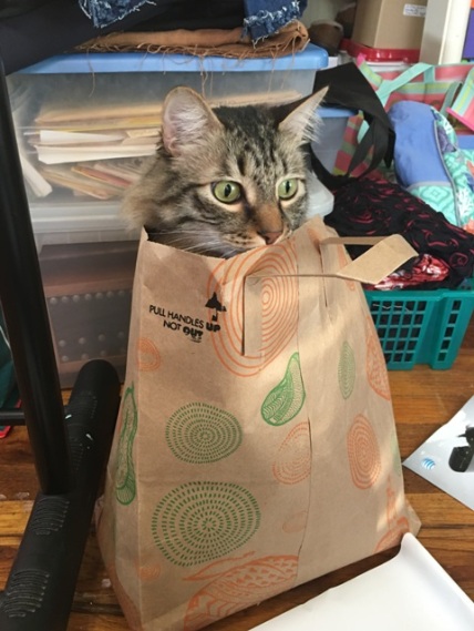cat out of bag