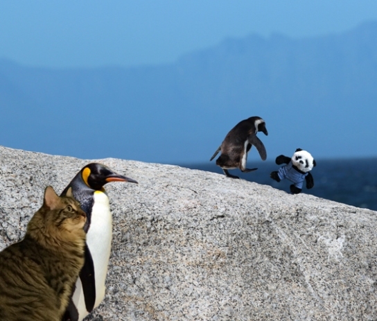 a panda and penguin on rock with other
