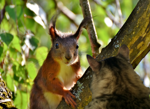 a Foster and squirrell