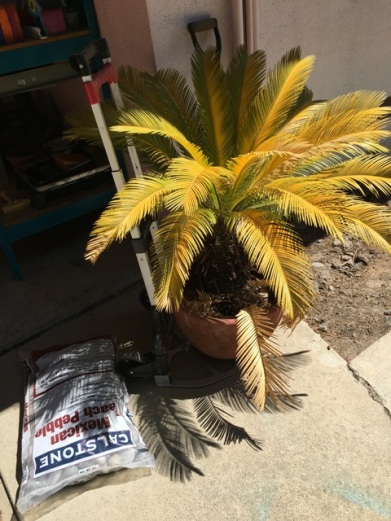 yellow sago palm Jul 2017