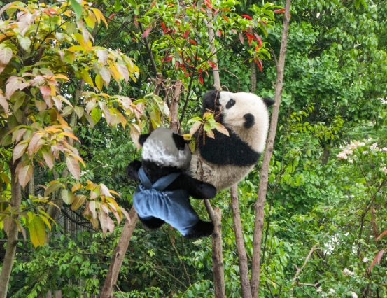 saving panda closer b